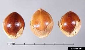 Image result for Paspalum scrobiculatum