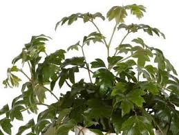 Image result for Rhoicissus