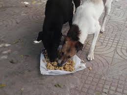 معظم الناس بتبقى مش ارحموا للرفق بالحيوان جمعية رسالة فيسبوك