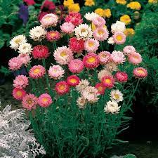 Everlasting Daisy Mix Paper Daisy Strawflower Native Seeds Boondie Seeds