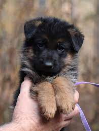 German shepherds are the #2 most popular dog according to the american kennel club (akc). Pin On German Shepherd Puppies