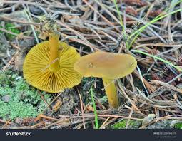 Image result for Russula flavida