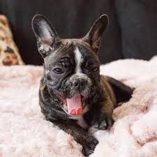 Brindle Black And Brown French Bulldog Frenchie Puppy French Bulldog Photo Puppy Instagram Photo Dog Photography How To Photograph Black Dogs Puppy With Images French Bulldog Frenchie Puppy Dog Photography
