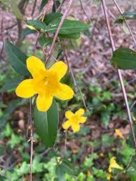 Image result for Gelsemiaceae