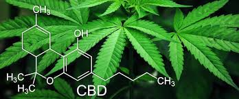 They are known to work and are very safe. Cbd Ol Gegen Tinnitus Erfahrungen Dosierung Kaufen