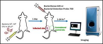 It is an input device, it responds to your touch, responding as a when we use a computer mouse we get used to the specific gain of that mouse and take this into. Bacterial Infection Application Support Knowledgebase Lab Products Services Perkinelmer