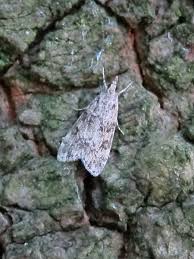 Image result for Scoparia subfusca