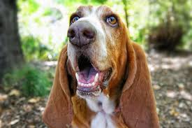 Watch for changes in their behavior. Tongue Cancer In Dogs Symptoms Causes Diagnosis Treatment Recovery Management Cost