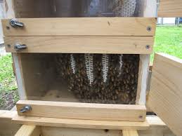 Windows Into A Warre Top Bar Hive Show The Bees Building Comb Top Bar Hive Bee Farm Bee Keeping