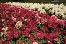 We did not find results for: Hydrangea Diamant Rouge Plantipp
