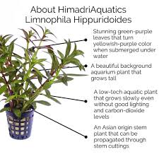 Image result for Hygrophila hippuroides