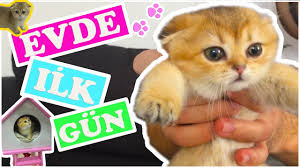 Cok Sevimli Kedimizin Evde Ilk Gunu Youtube