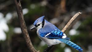 Although they are residents across the united states, some do migrate some blue jays will migrate south for the winter. For The Birds Blue Jays Have An Attitude
