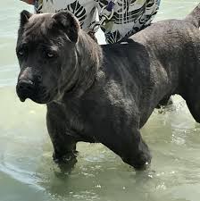 Black Blue Cane Corso Puppies For Sale Purebred Cane Corso Very Healthy And Obedient Beautiful Blue Brindle Color With A Beautiful Dispos Cane Corso Cane Corso For Sale Black Pitbull