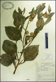 Image result for Vernonia anthelmintica