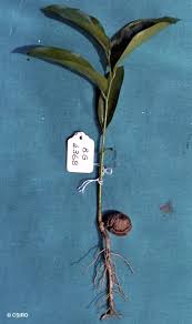 Image result for Monoon