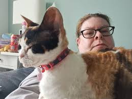 Not a lost cat but a lost collar. Pink with an AirTag and little bell  attached. Last seen at the back of 29-39 Toll Bar Road this morning.  Potentially in one of