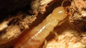 See more of die termiten ug (haftungsbeschränkt) on facebook. Bekampfung Von Termiten Mit Neuer Substanz Wissen Sz De