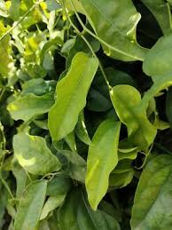 Image result for Tiliacora