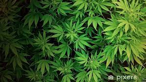 Maybe you would like to learn more about one of these? Weed Wallpaper Sticker Pixers We Live To Change