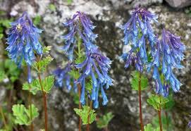 These powdery blue flowers of blue glitter sea holly make an incredible feature in containers and borders. Penstemon Alpinus 10 Seeds Perennial Blue Flowers Hardy
