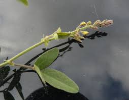 Image result for Desmodium scorpiurus