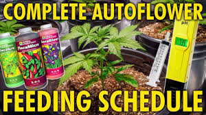 We did not find results for: Hydroponics Fertilizer Schedule Cromalinsupport