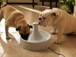 Image result for como cuidar tu mascota