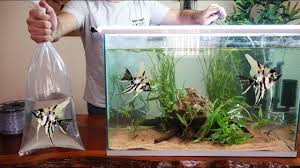 Angelfish Aquarium Setup Youtube