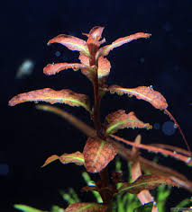 Image result for Ludwigia senegalensis