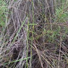 Image result for Eulophia angolensis