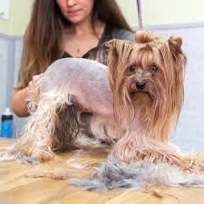 Image result for yorkshire haircut