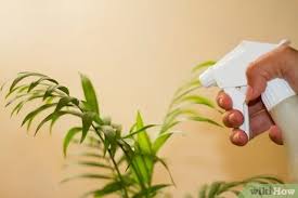 Pianta pulisci aria / 10 tipi di piante che purificano l aria della nostra casa sempreinsalute : Come Pulire Le Piante D Appartamento 5 Passaggi