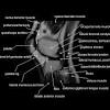Click now to learn more about the bones, muscles, and soft tissues of these regions at leg and knee anatomy: Https Encrypted Tbn0 Gstatic Com Images Q Tbn And9gcqgaldsugj7ykw1yzhsyleixeilzfldyfjwr144sfn1mjelenjw Usqp Cau