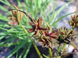 Image result for Cyperus squarrosus