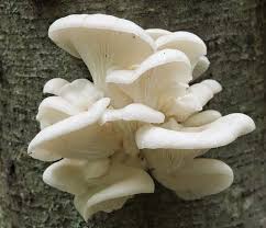 Oyster Mushroom Oyster Mushrooms Packaging Size 1 Kg Packaging Type Plastic Bag Rs 350 Kilogram Id 21246673112 The fungi got their name because they have a shape and color similar to an oyster. oyster mushrooms