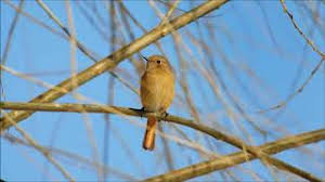 Burung Pipit Yang Kecil Lirik Lagu Mp3 Video Mp4 3gp Waptrick waptrick ltd