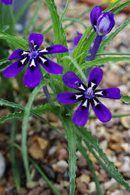 Image result for Lapeirousia littoralis