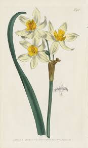 Narcissus Orientalis Cream Coloured Narcissus Of The Levant From William Curtis Flowers Hydrangea Vintage Botanical Prints Botanical Drawings Flower Drawing