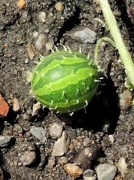Image result for Cucumis myriocarpus