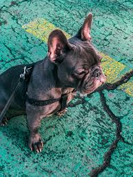 They can have a difficult time breathing because of the way their body is built. French Bulldog Harness Top 5 Picks In 2020 French Bulldog Breed