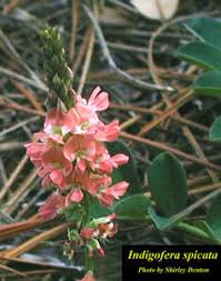 Image result for Indigofera fulvopilosa