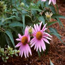 Image result for Echinacea purpurea `Magnus`