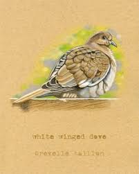 August Bird Of The Month White Winged Dove Vintage Art The Official Bird For The Month Of August Color Pencil Art Pencil Art Ink Sketch