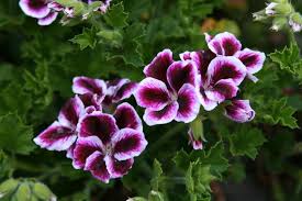 Jun 18, 2010 · martha washington. Photo Of The Bloom Of Martha Washington Geranium Pelargonium X Domesticum Elegance Imperial Posted By Calif Sue Garden Org