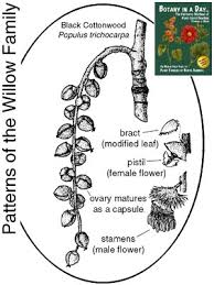 Image result for Salicaceae