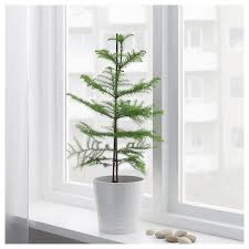 Araucaria Pflanze Zimmertanne Ikea Pflanzen Grune Dekoration Grunpflanzen