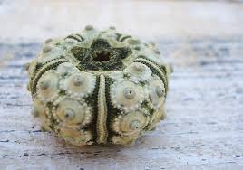 Image result for sputnik sea urchin