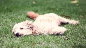 The following are some of the worst bugs your dog can bring indoors. Dog Eats Flea What Comes Next Petcarerx