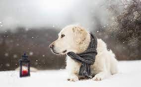 Maybe you would like to learn more about one of these? 37 Winter Hintergrundbilder Tiere Besten Bilder Von Ausmalbilder